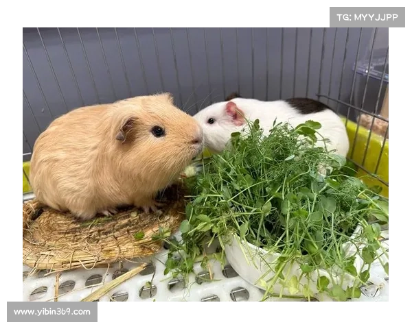 萌宠指南:饲养、训练与快乐时光 萌宠指南:饲养、训练与快乐时光